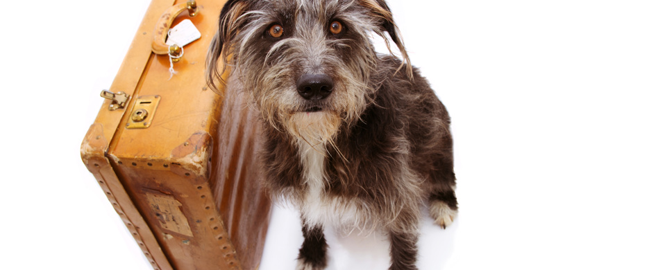 Dog With Suitcase