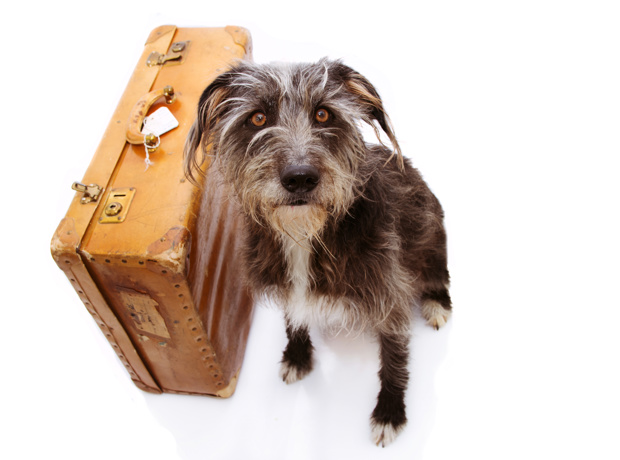 Dog With Suitcase