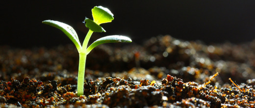 seedling