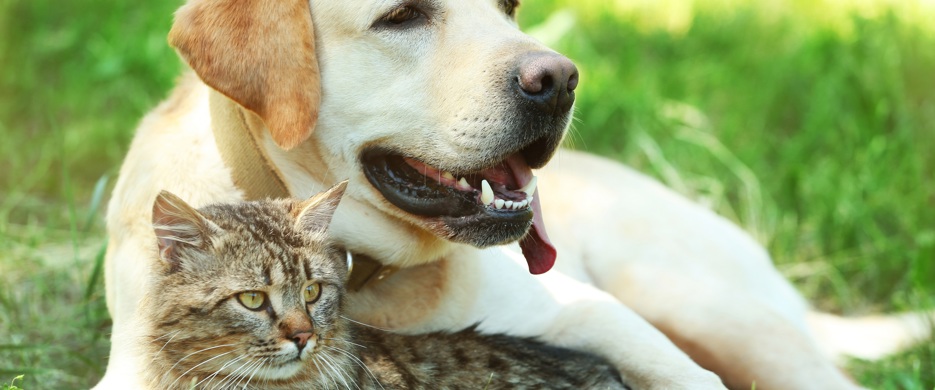 cat sat with dog