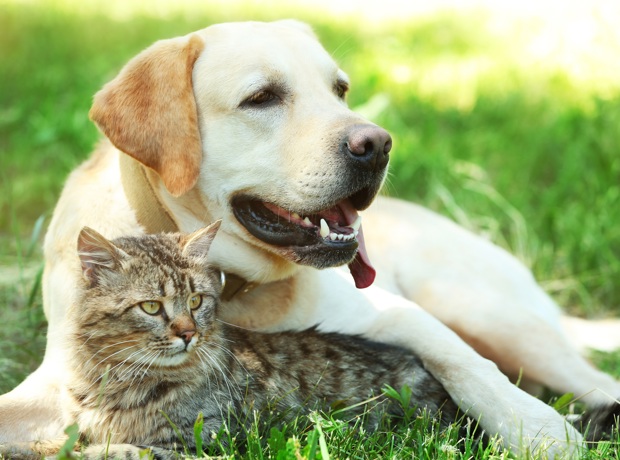 cat sat with dog