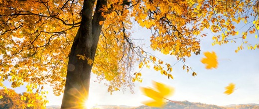 Probate & Intestacy