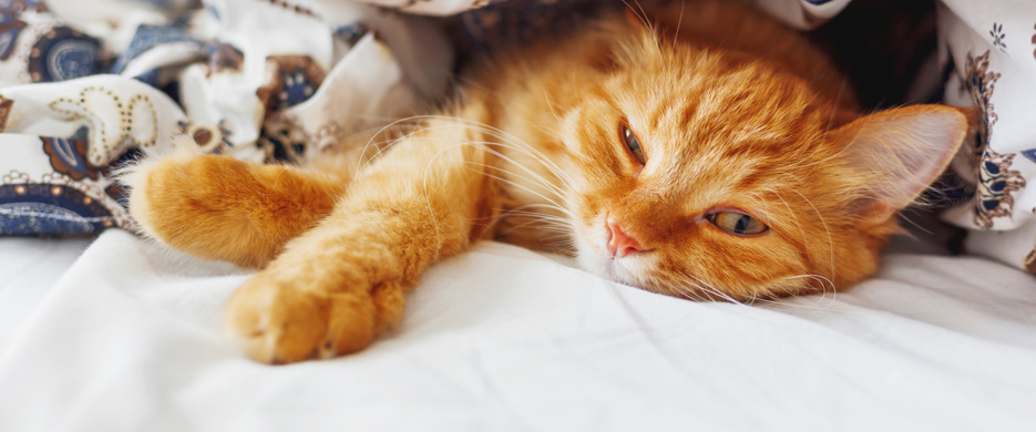 Ginger Cat