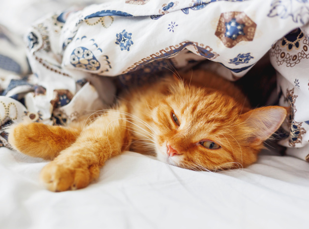Ginger Cat